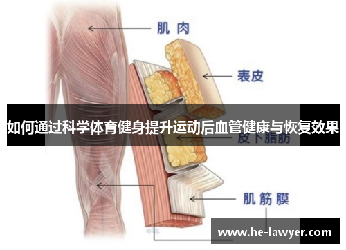 如何通过科学体育健身提升运动后血管健康与恢复效果
